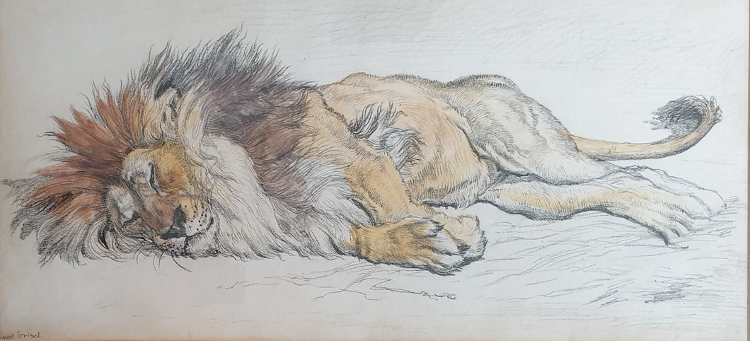 Ernest Griset 19th.Century Watercolour Study Of A Sleeping Nubian Lion Circa.1880