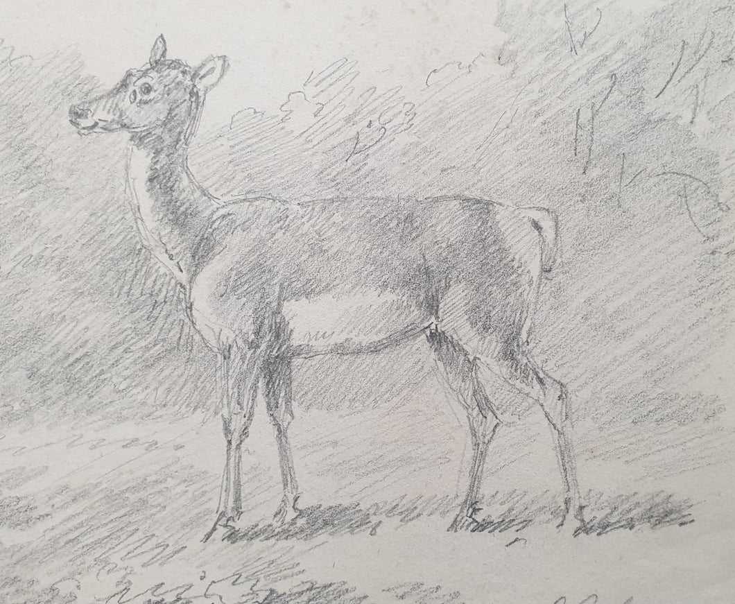 Sawrey Gilpin R.A. Study Of A Deer 1803