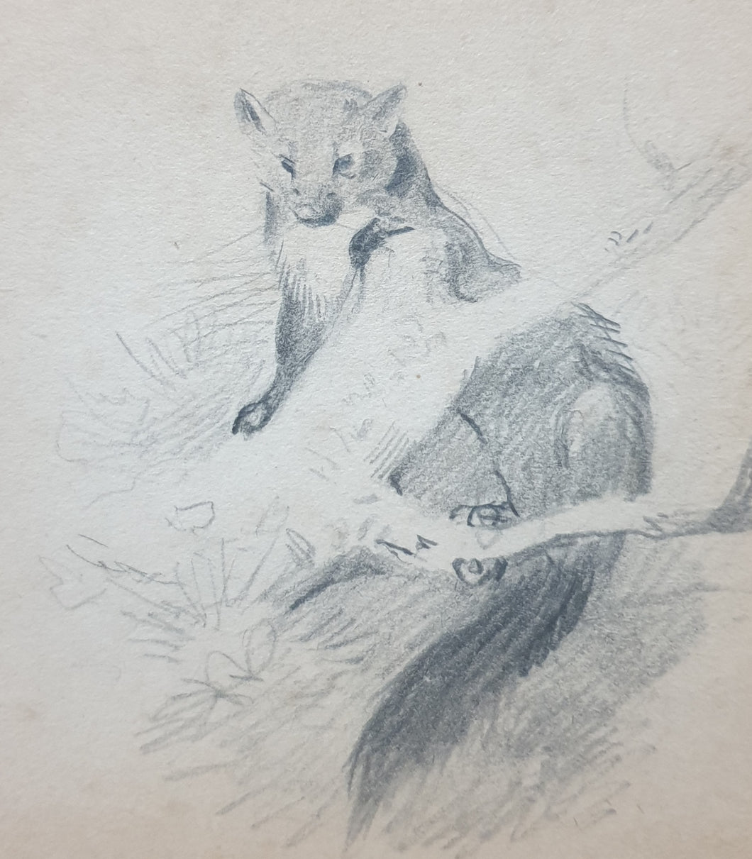 Archibald Thorburn F.Z.S Pencil Study Of A Pine Marten Circa.1920.