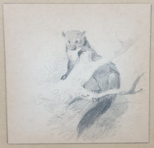 Load image into Gallery viewer, Archibald Thorburn F.Z.S Pencil Study Of A Pine Marten Circa.1920.
