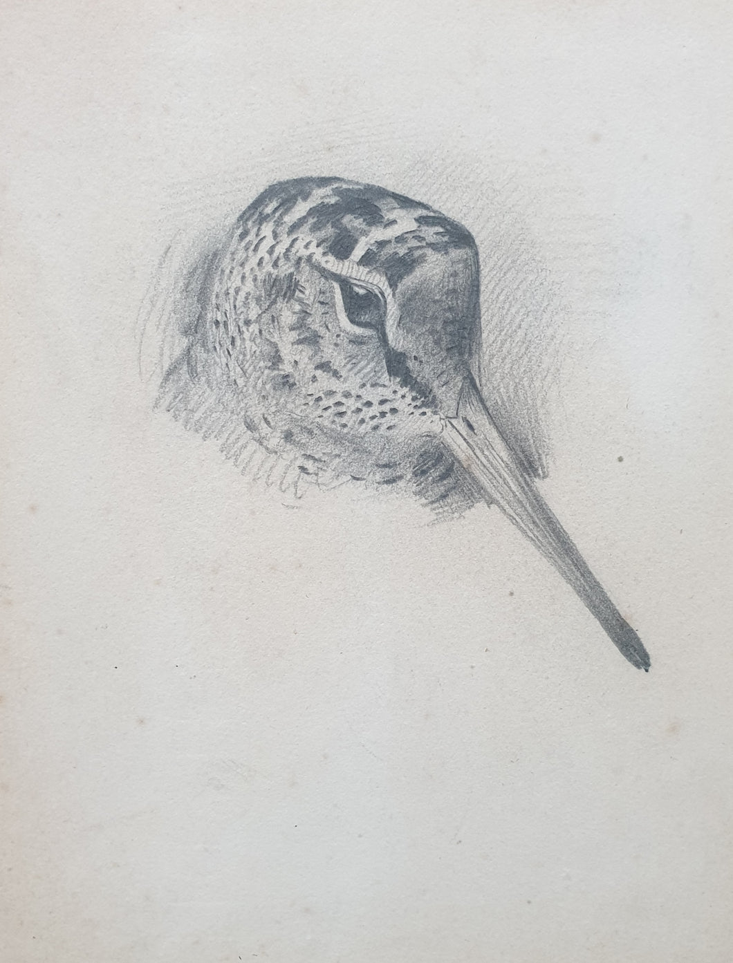 Archibald Thorburn F.Z.S Pencil Study Of A Woodcock Circa.1920