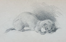 Load image into Gallery viewer, Archibald Thorburn F.Z.S Pencil Study Of A Stoat Circa.1920
