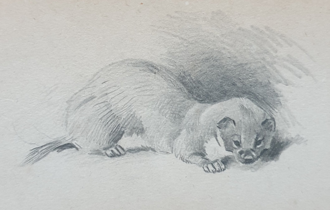 Archibald Thorburn F.Z.S Pencil Study Of A Stoat Circa.1920