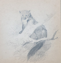 Load image into Gallery viewer, Archibald Thorburn F.Z.S Pencil Study Of A Pine Marten Circa.1920.
