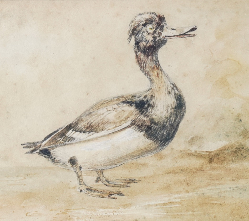 Newton Limbird Smith Fielding Natural History Watercolour Study Of A Tufted Duck Circa.1830